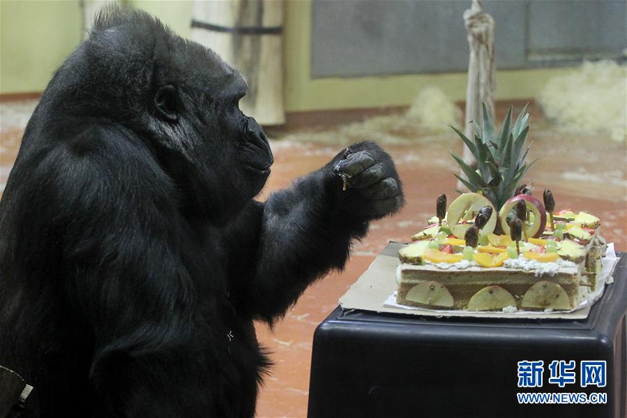 （國(guó)際）（2）布達(dá)佩斯動(dòng)物園母猩猩利賽爾迎來(lái)40歲生日