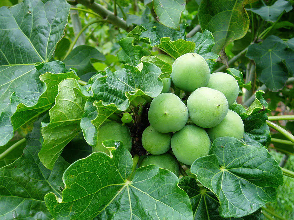 生物質(zhì)能源 