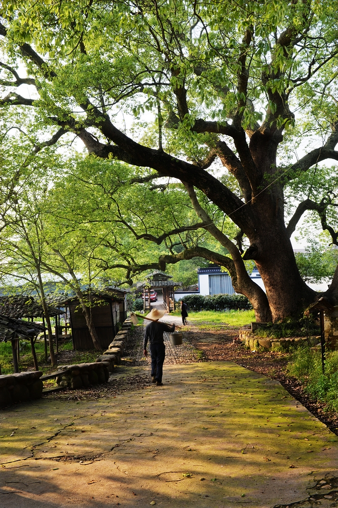  嚴(yán)村樟樹(shù)灣