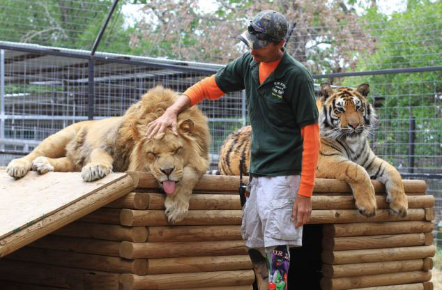 美動(dòng)物園雄獅和小狗形影不離成好伙伴