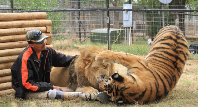 美動(dòng)物園雄獅和小狗形影不離成好伙伴