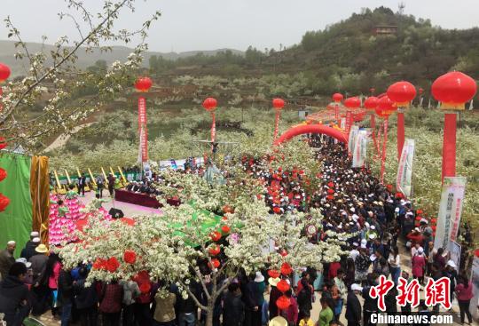 甘肅和政萬(wàn)頃高原梨花盛開引數(shù)萬(wàn)游客入山游玩（圖）