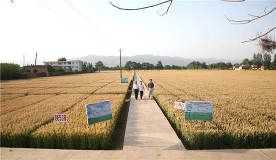 寶雞市岐山縣小麥良種繁育基地