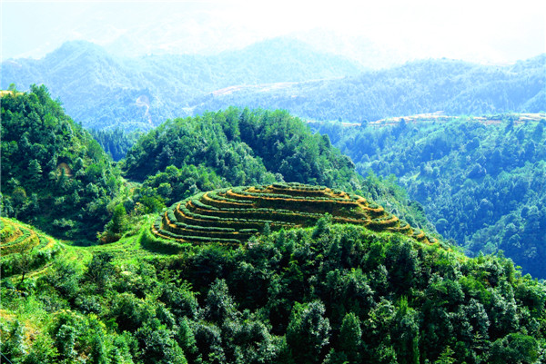 安溪鐵觀音生態(tài)茶園－葉景燦攝影