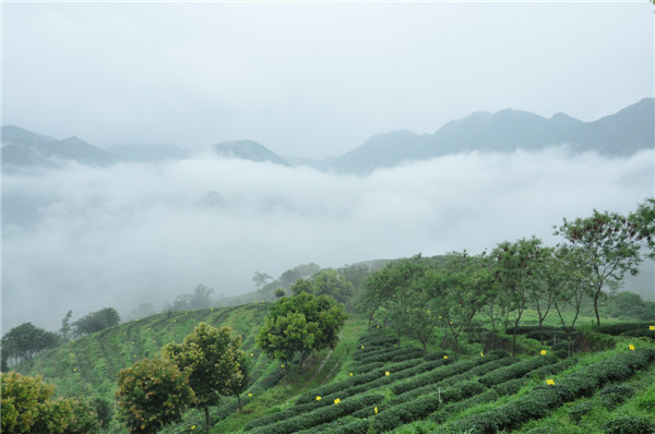 蘆田山國(guó)飲藝生態(tài)茶園1