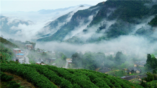 《美哉.茶鄉(xiāng)》 葉景燦 攝影